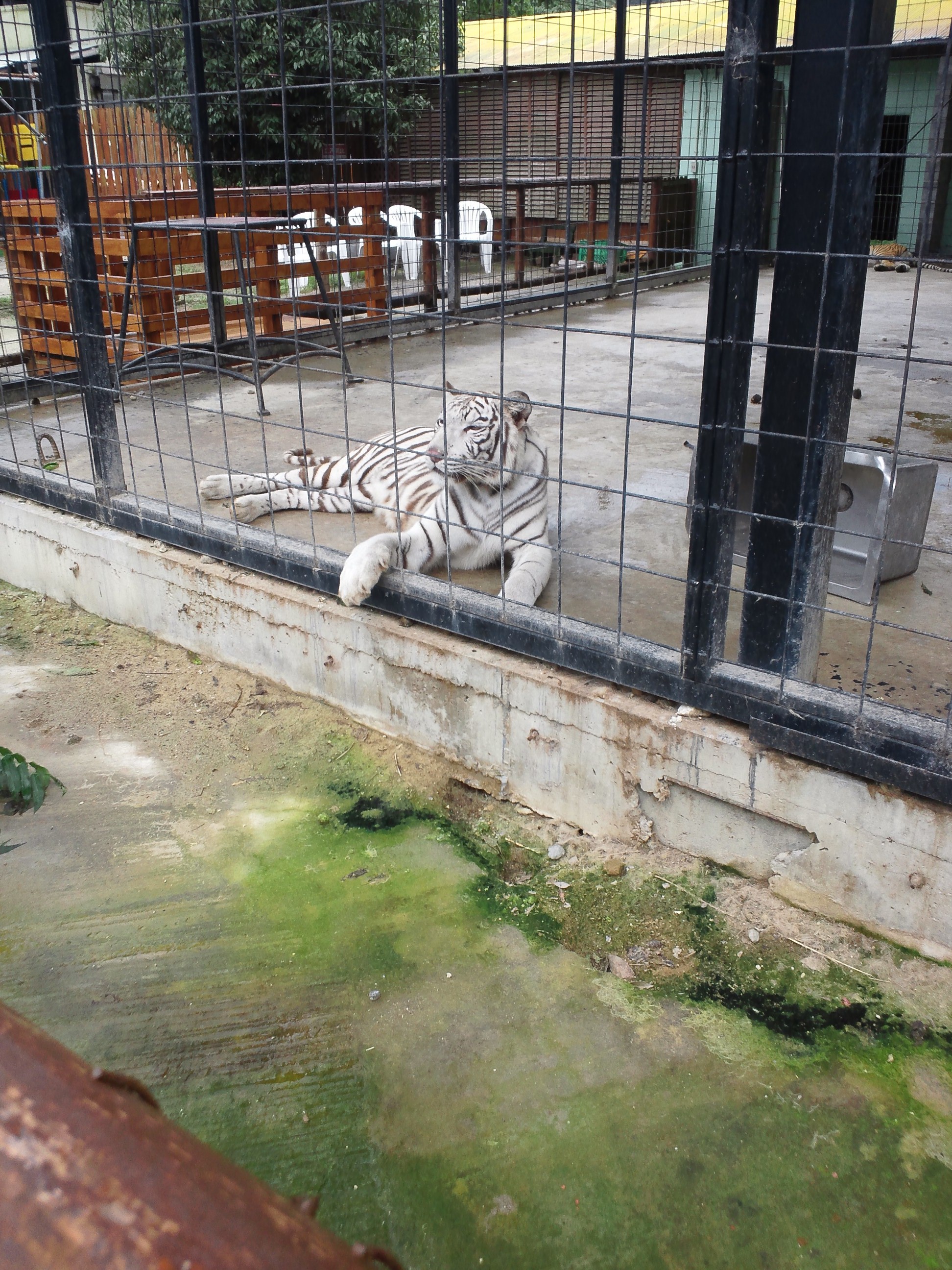 ホワイトタイガー　見てきました。