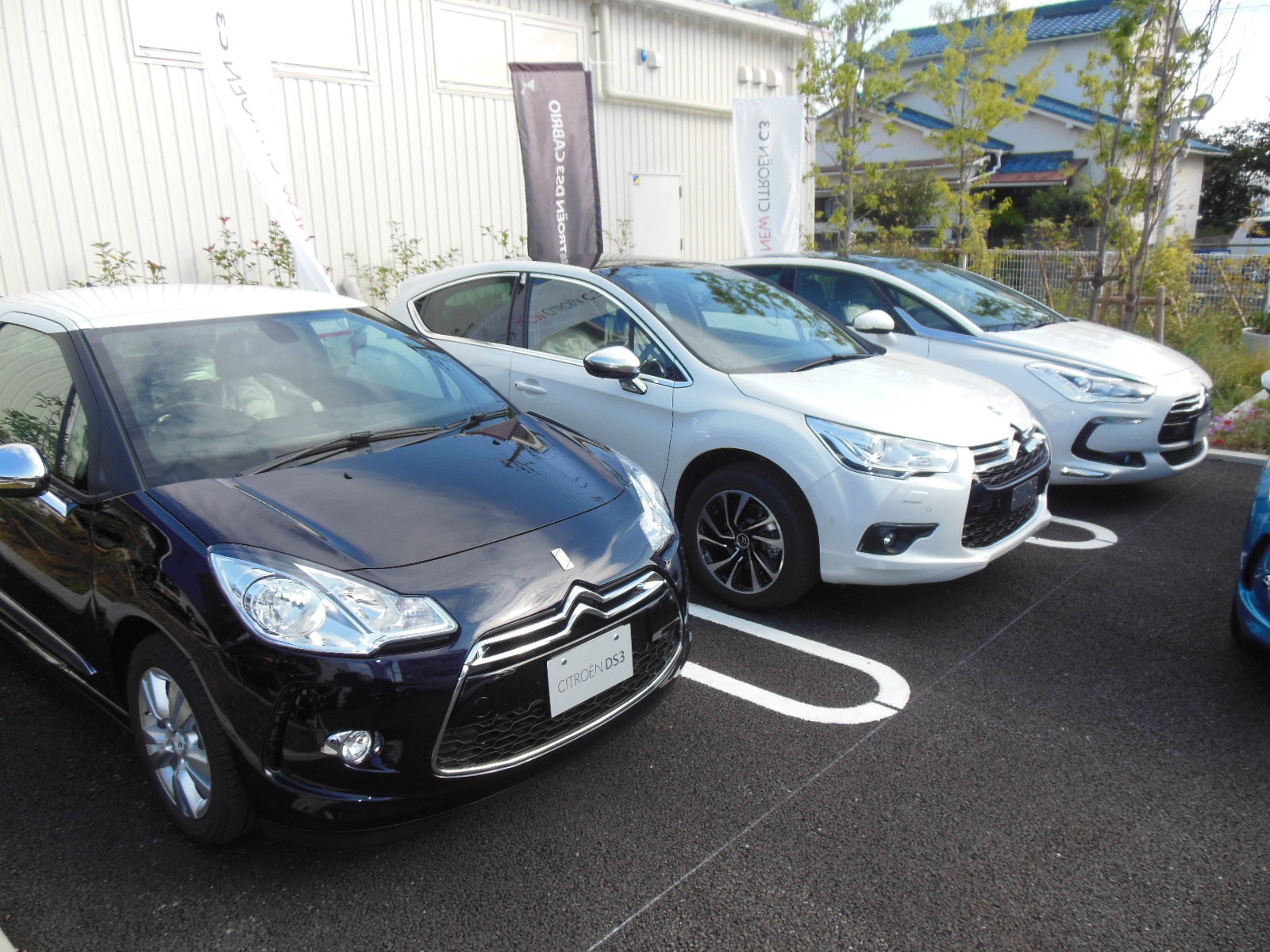 DS シリーズ　特別仕様車　揃いました。