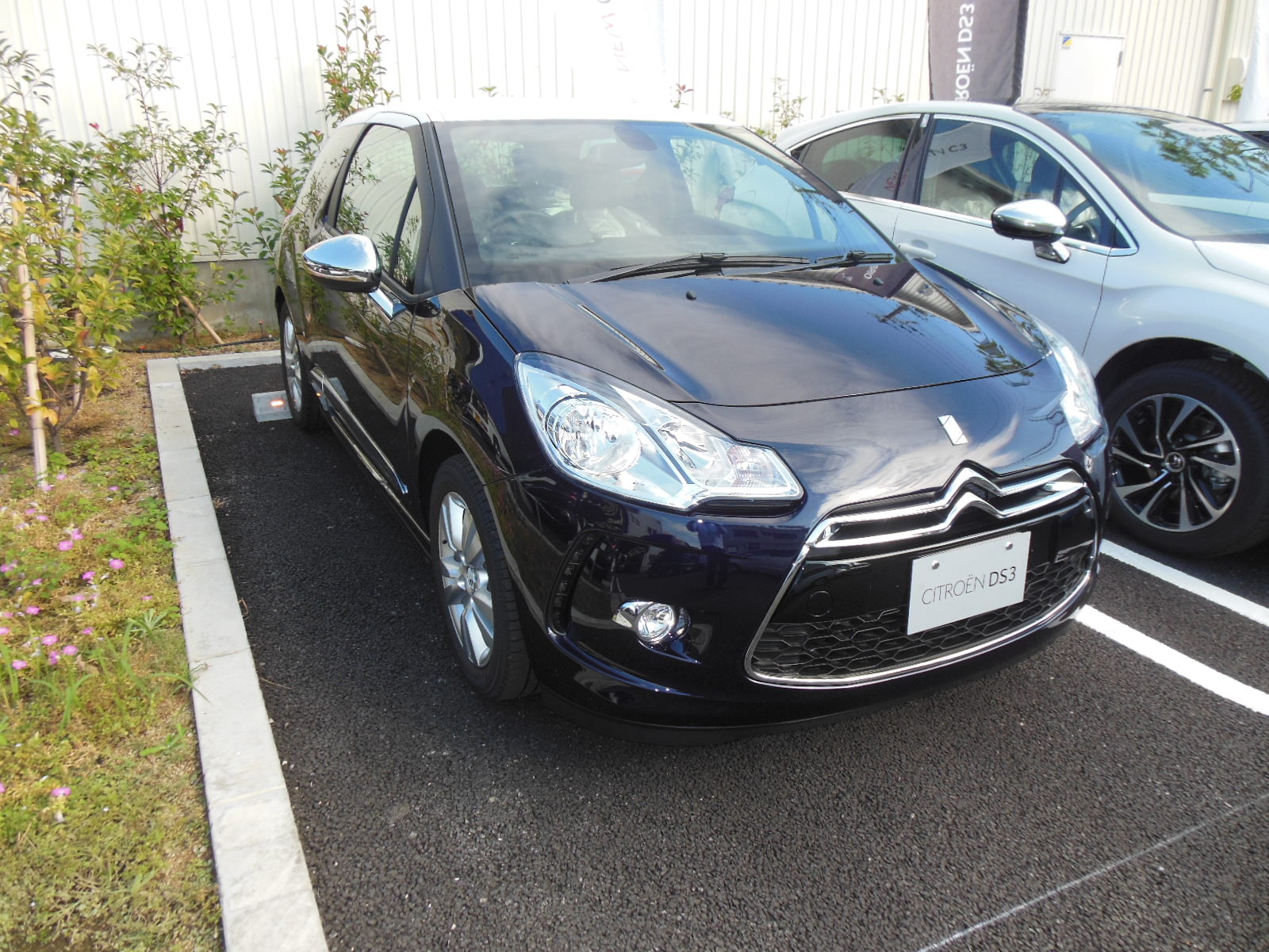 DS シリーズ　特別仕様車　揃いました。