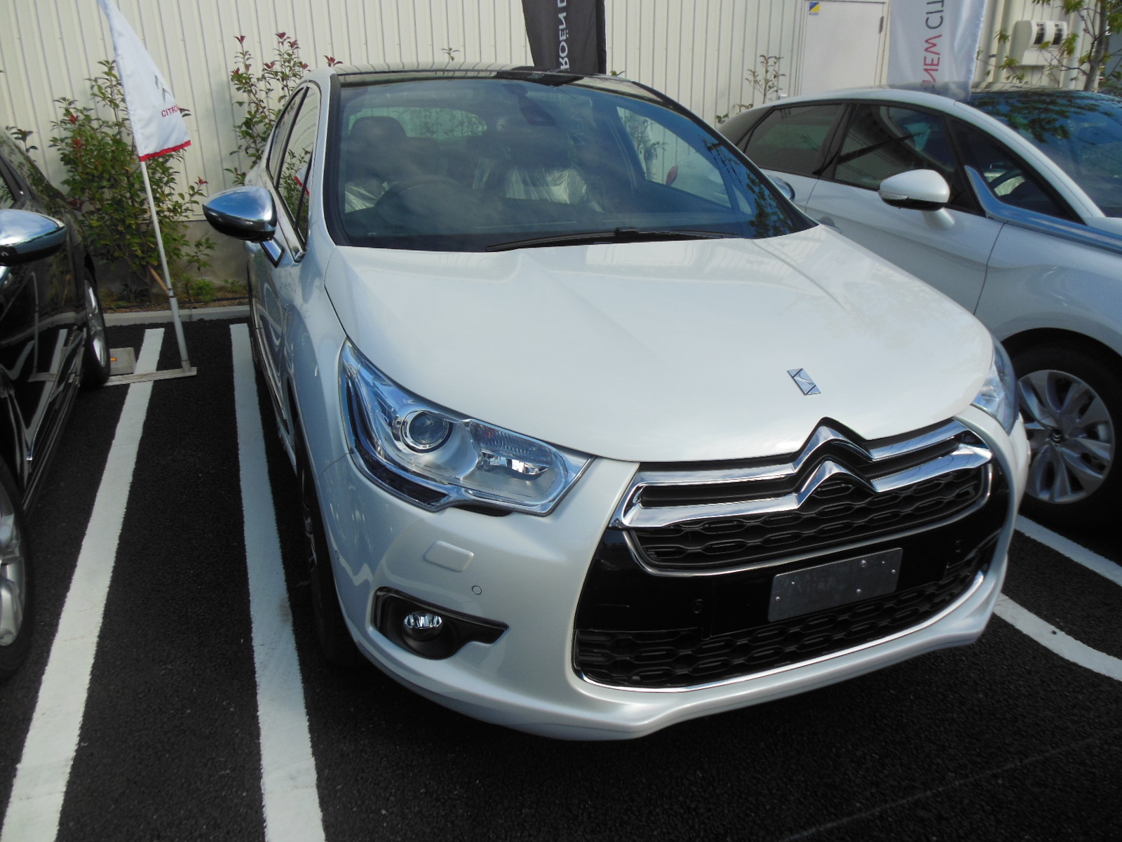 DS シリーズ　特別仕様車　揃いました。