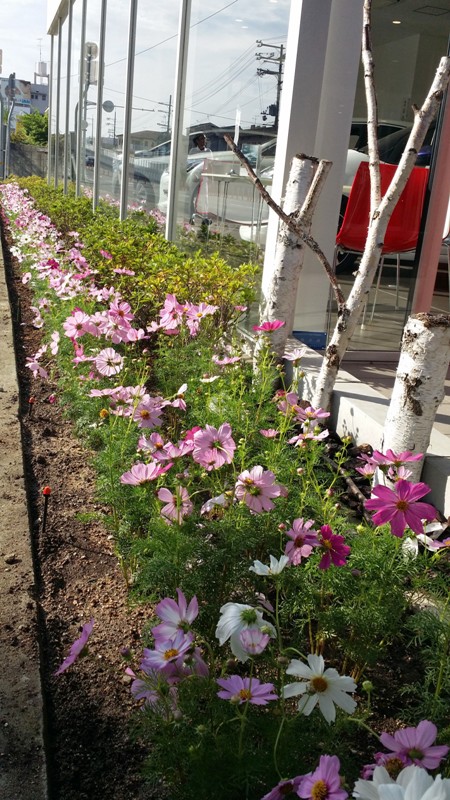 秋桜 !! 植え替え完了