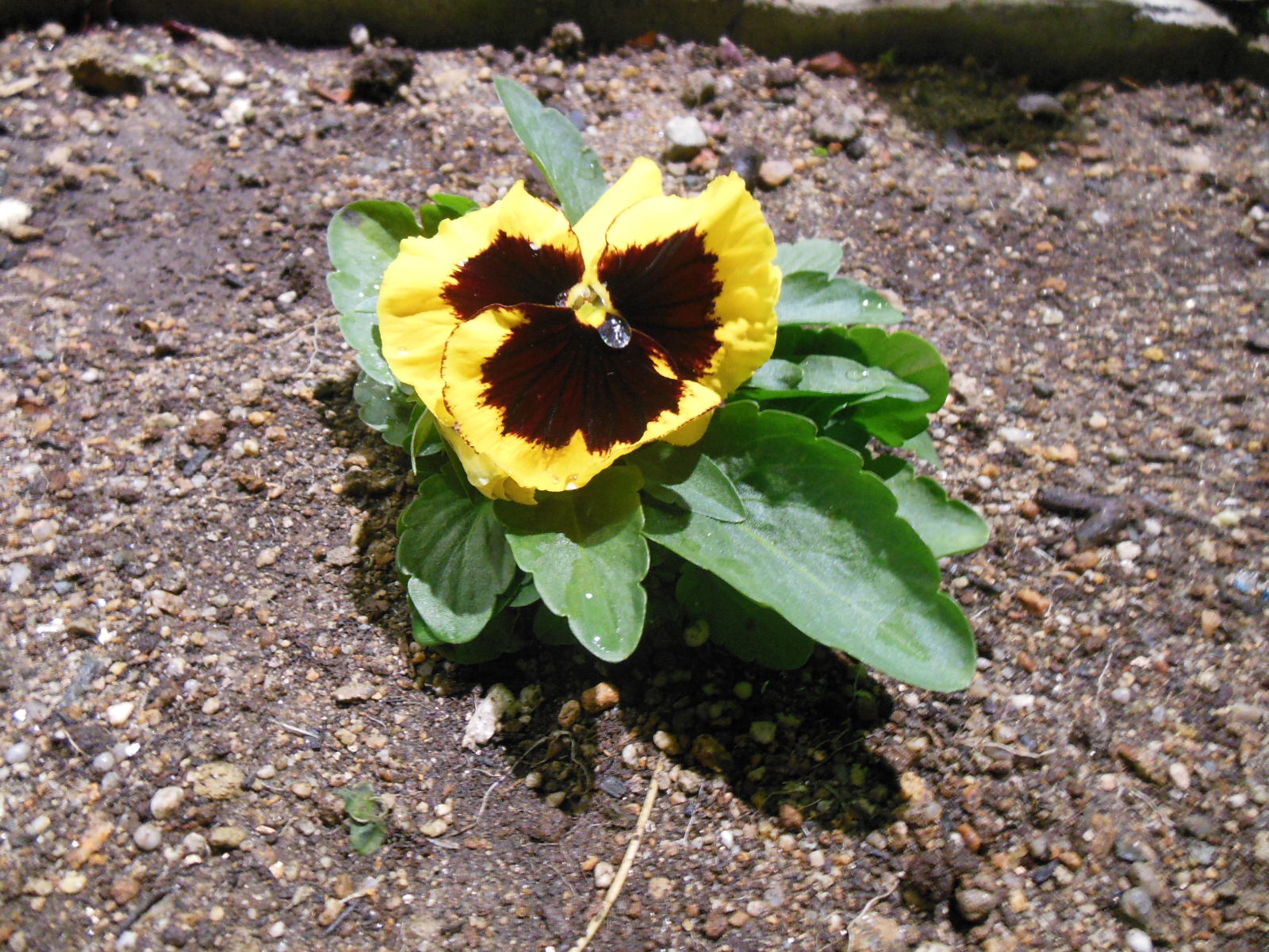 お花の植え替えの季節！！