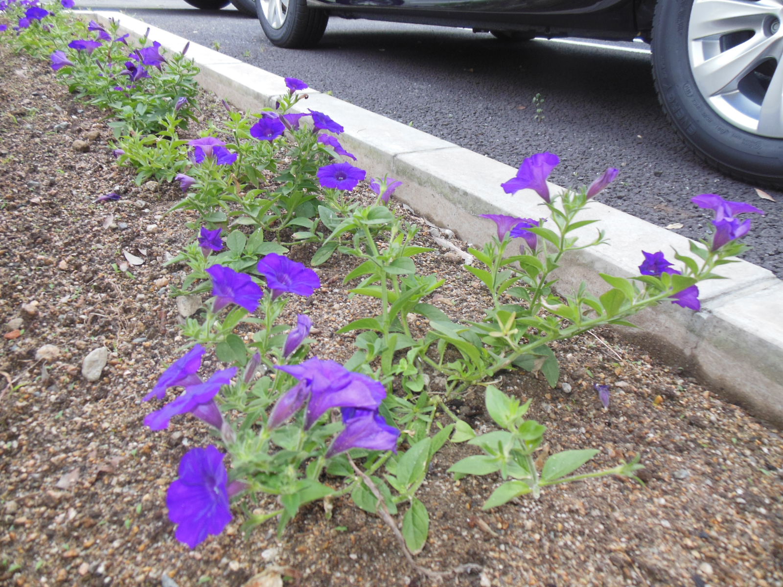 お花