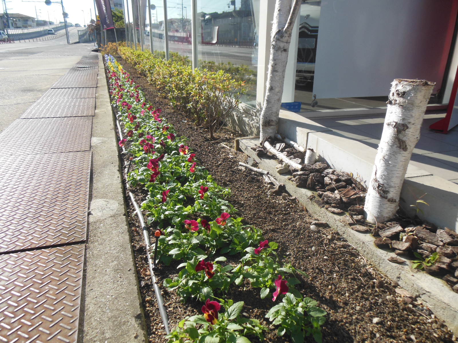 花壇、植え替えしました。