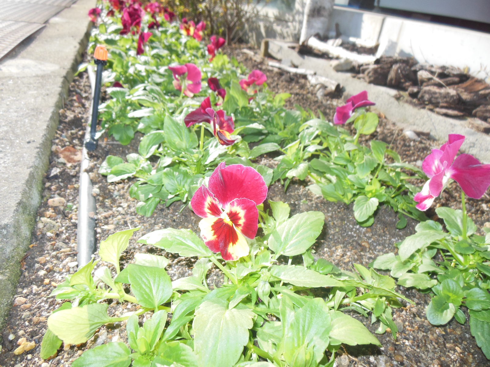 花壇、植え替えしました。