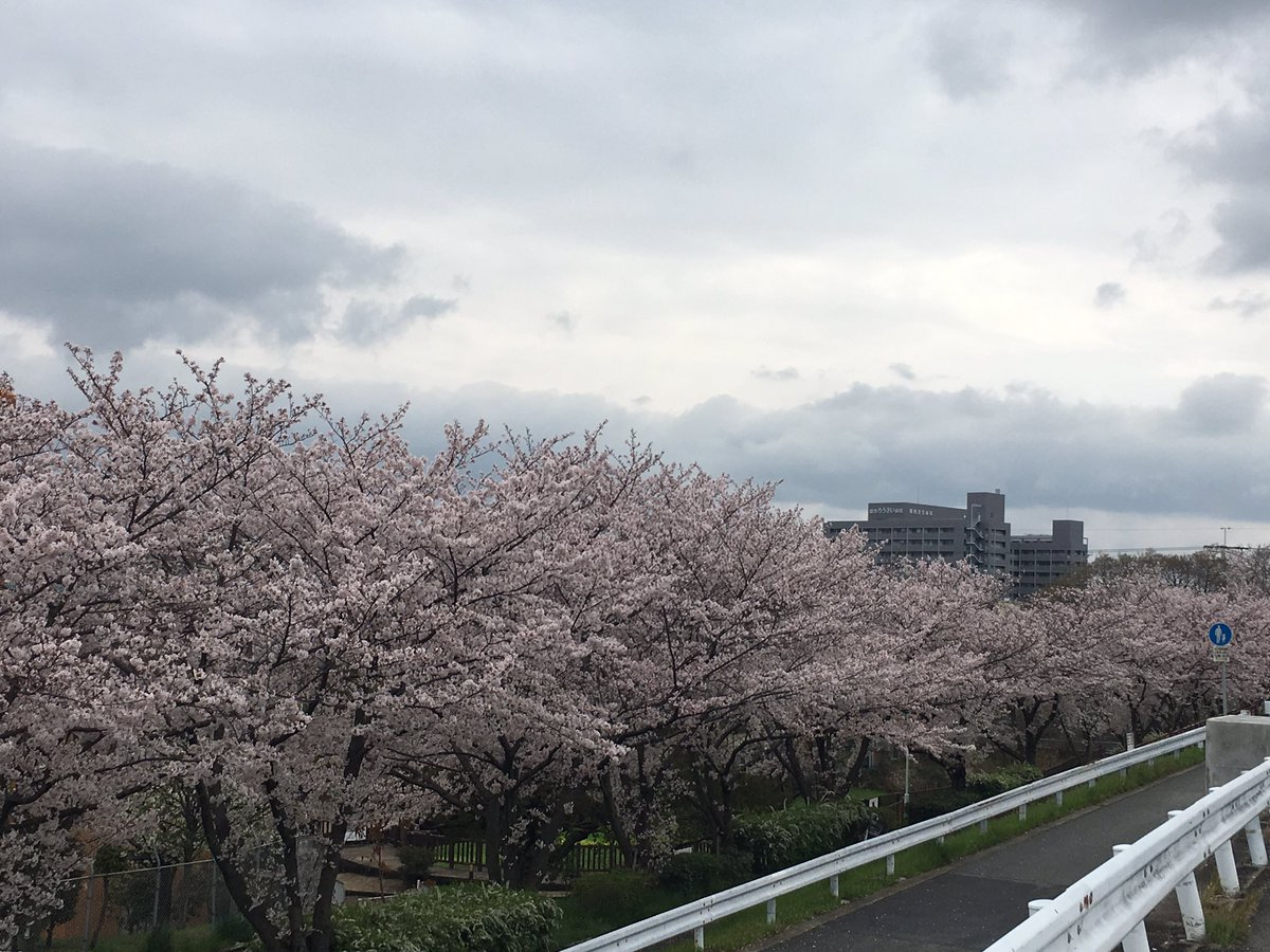 お花見