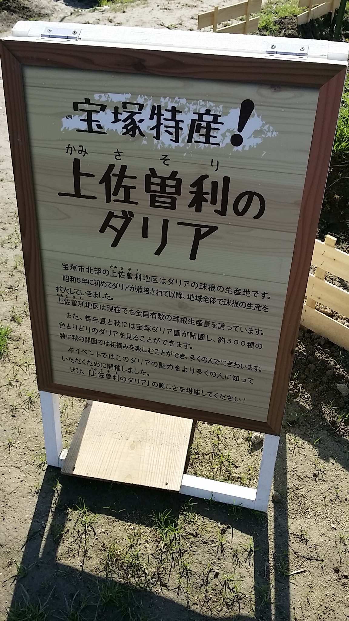宝塚　ダリア園とコスモス畑