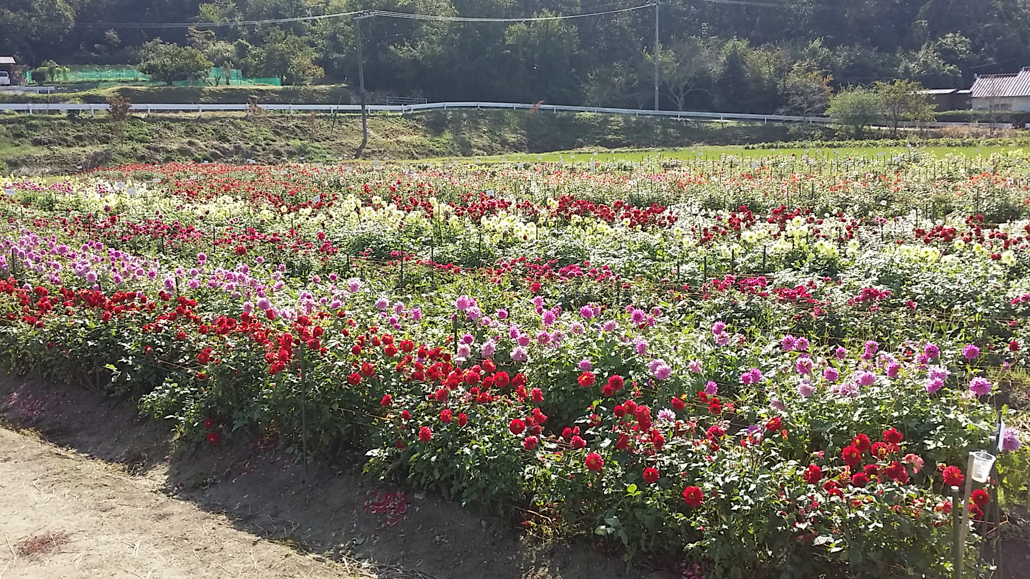 宝塚　ダリア園とコスモス畑