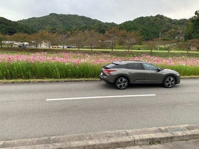 秋桜とC5X