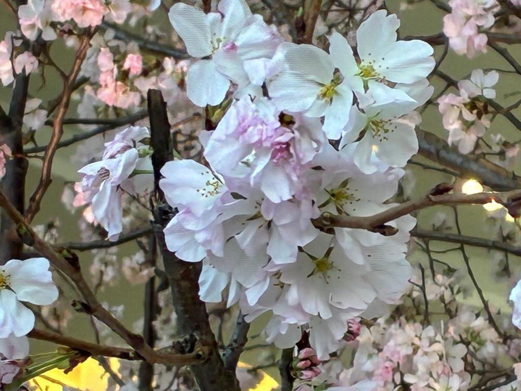 シトロエン乗り心地体感キャンペーン継続中です！！