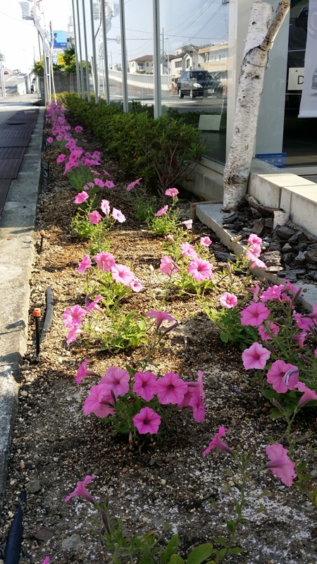 花壇、植え替えしました。